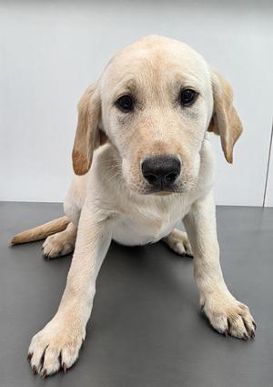 A light-colored Labrador Retriever puppy sitting on a gray surface, looking directly at the camera with large, expressive eyes.