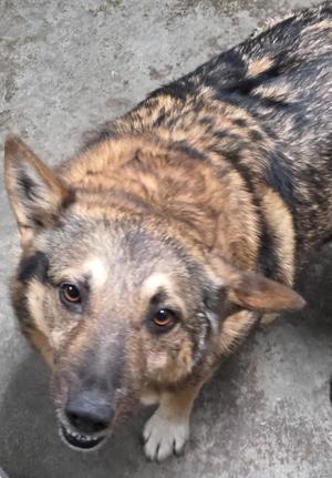 a dog with a mottled brown and black coat, looking up at the camera