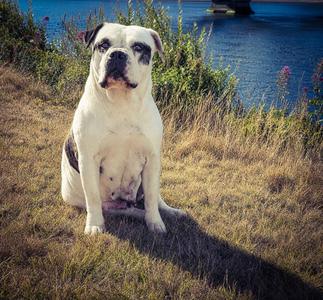 Peaches, American Bulldog, adult, available for adoption