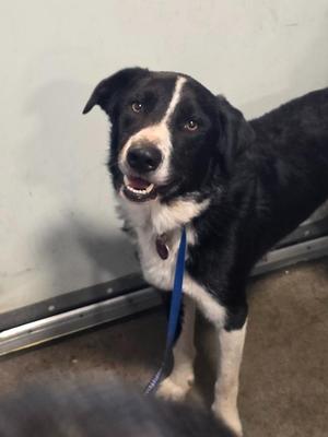 Zooki, Border Collie, adult, available for adoption