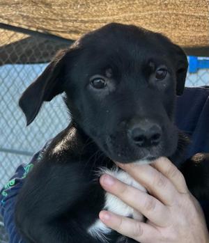 Pluto, German Shepherd Dog / Great Pyrenees, puppy, available for adoption