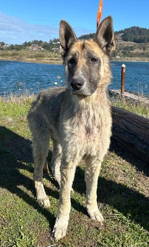 Stetson, German Shepherd Dog, adult, available for adoption