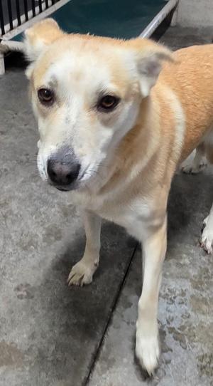 a light brown and white dog standing on a concrete floor