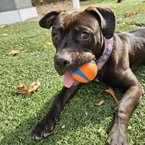 Quinta, Labrador Retriever / Pit Bull Terrier, young, available for adoption