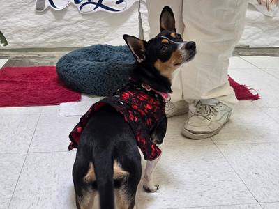 Dip, Chihuahua / Terrier (Unknown Type, Small), young, available for adoption