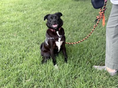 A black dog with a white chest patch sitting on grass, wearing a harness and leash, looking up at the camera with its mouth open.