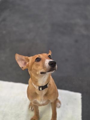 Delilah, Mixed Breed, young, available for adoption