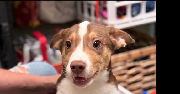 Riley, Mixed Breed, young, available for adoption