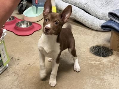 Maverick, Mixed Breed, puppy, available for adoption