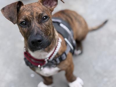 Beamer, Terrier (Unknown Type, Small) / Basset Hound, puppy, available for adoption