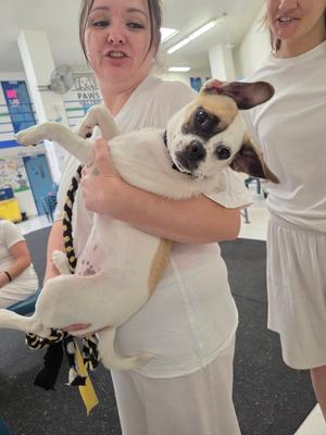 A woman holding a small, white and tan dog in a training facility.