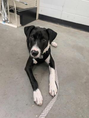 Apollo, Border Collie / Labrador Retriever, young, available for adoption