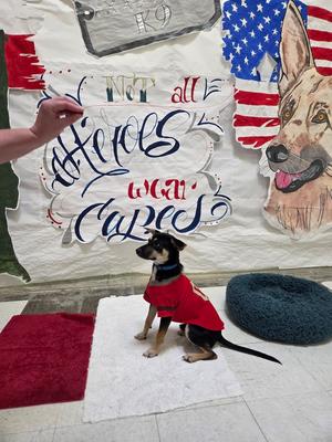 Chip, Chihuahua, young, available for adoption