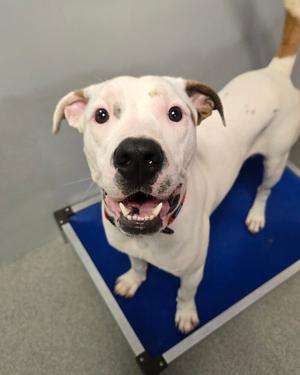 McLovin, Pit Bull Terrier, young, available for adoption