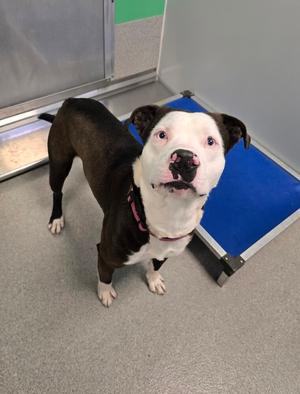 Snickerdoodle, Pit Bull Terrier / Husky, adult, available for adoption