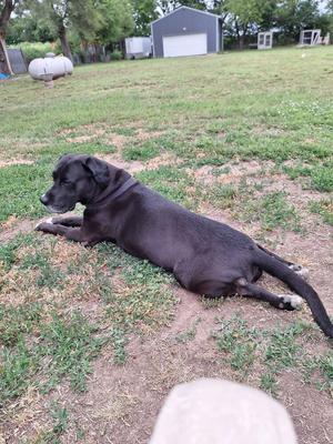 A black dog lies on the grass in a yard with a garage and outbuildings in the background.