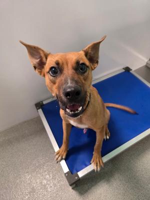 Finch, Mixed Breed, young, available for adoption
