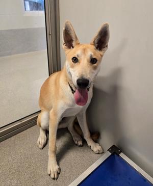 A light brown dog with large ears and its tongue hanging out is sitting and looking at the camera.