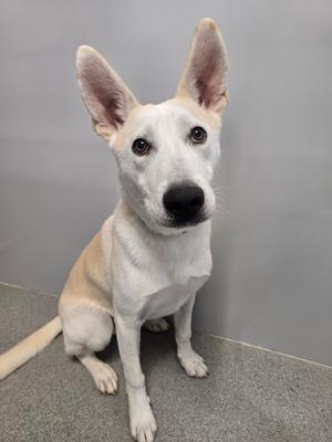 A medium-sized dog with white and tan fur, large erect ears, and dark eyes is sitting on a grey floor against a grey wall.