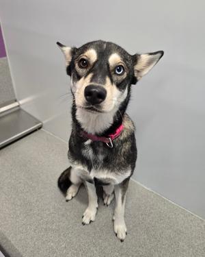 A black and white dog with blue eyes wearing a red collar, sitting on a gray floor.
