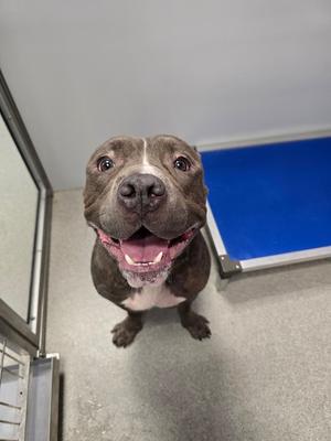 Dudley, Pit Bull Terrier, adult, available for adoption