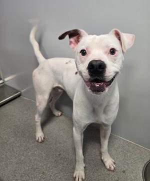 A white dog with brown ears and spots is standing and looking at the camera with its mouth open and tongue slightly out.