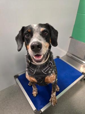 River, Bluetick Coonhound, adult, available for adoption