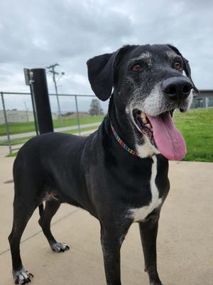 Sly, Labrador Retriever, senior, available for adoption