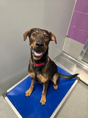 A brown and black dog with a red collar sitting on a blue mat.