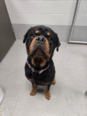 Rowdy Rotty Piper, Rottweiler, adult, available for adoption