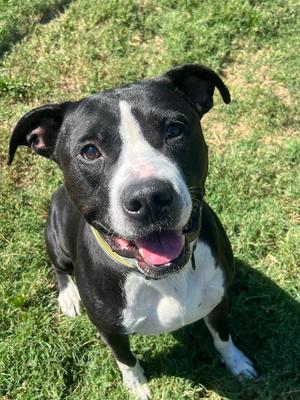 Gizmo, Pit Bull Terrier, adult, available for adoption