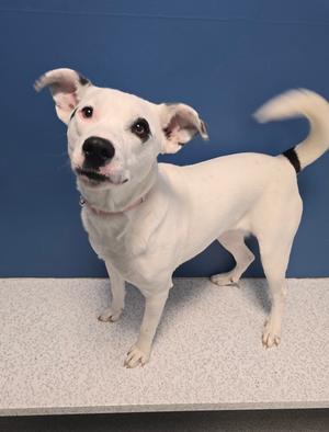 Melody, Mixed Breed, young, available for adoption