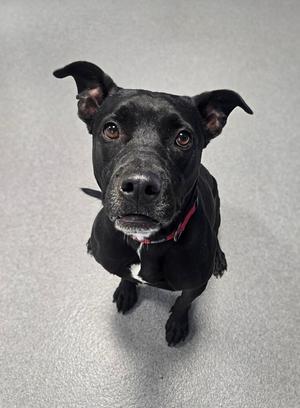 Ivy, Pit Bull Terrier, adult, available for adoption