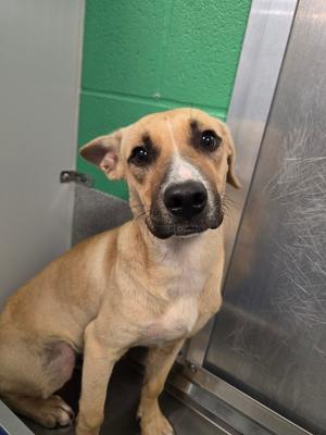 A light brown dog with a black nose and dark eyes is sitting in a metal enclosure. The dog has floppy ears and a slightly sad expression. The background is a green wall and a metal door.