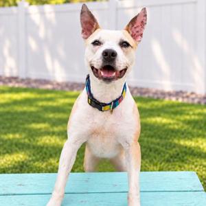 LEO, Mixed Breed, young, available for adoption