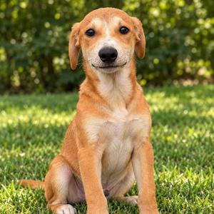 HERCULES, Mixed Breed, puppy, available for adoption
