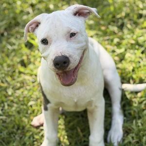 GERARD DEPAW-DIEU, Pit Bull Terrier, puppy, available for adoption