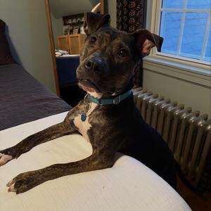 LILLITH, Mixed Breed, puppy, available for adoption