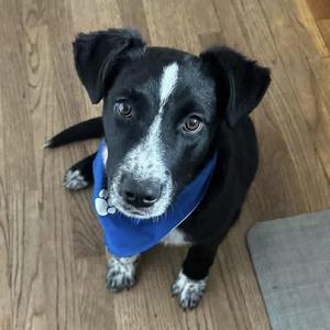 ADDIE, Mixed Breed, young, available for adoption