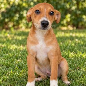 PEGASUS, Mixed Breed, puppy, available for adoption