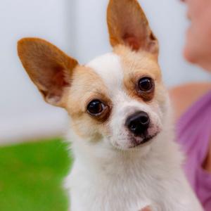 HADES, Chihuahua, adult, available for adoption