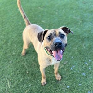 A happy dog with a brown and black face, standing on green grass, with its mouth open and tongue out.
