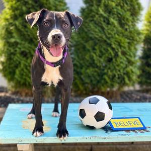 MAE GREEN, Mixed Breed, young, available for adoption