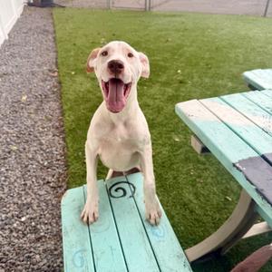 JAMESON, Mixed Breed, young, available for adoption