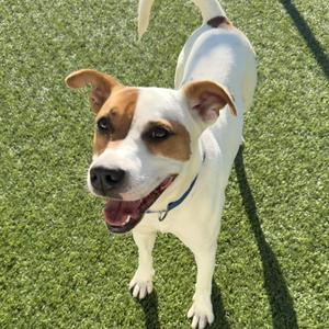 A happy dog with a white and brown coat standing on green grass, looking up with its mouth open and tongue out.