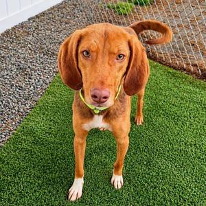 FLETCHER, Mixed Breed, young, available for adoption