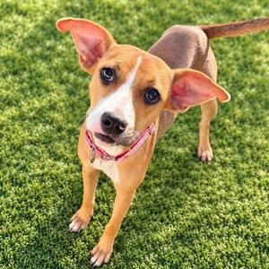 NORA, Mixed Breed, young, available for adoption