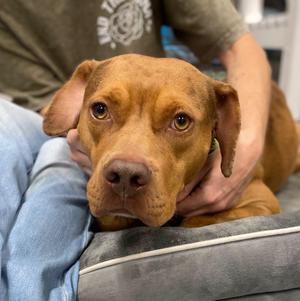 BEARD, Pit Bull Terrier, puppy, available for adoption
