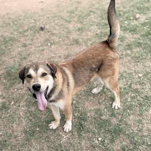 A brown and white dog standing on grass with its tongue out