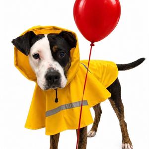 A dog wearing a yellow raincoat with a red balloon attached to it.